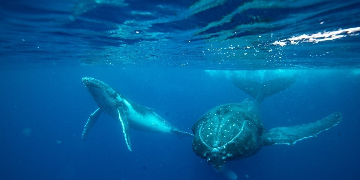 Two whales swimming underwater