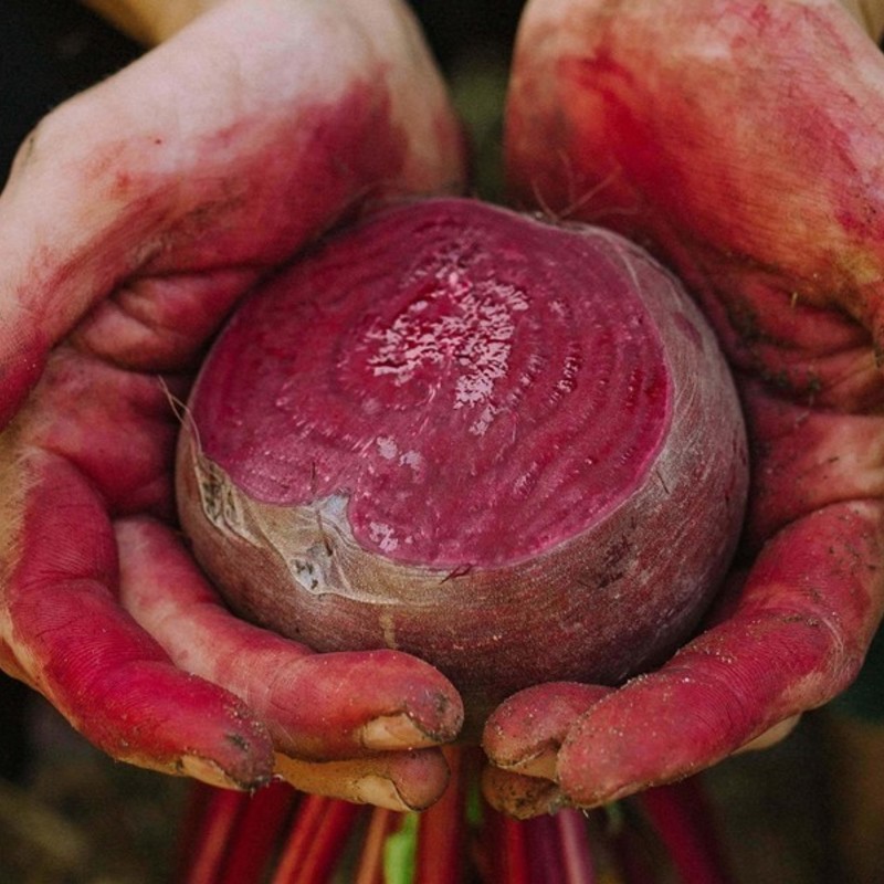 A close-up of a pair of soiled hands, stained red from a cut beetroot, preciously and gingerly cradling a vibrant red piece of sliced beetroot.