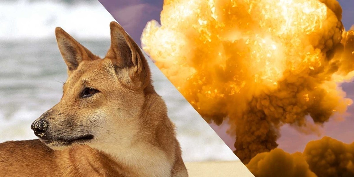 Dingo on a beach. Nuclear explosion. Nuclear Dingo.