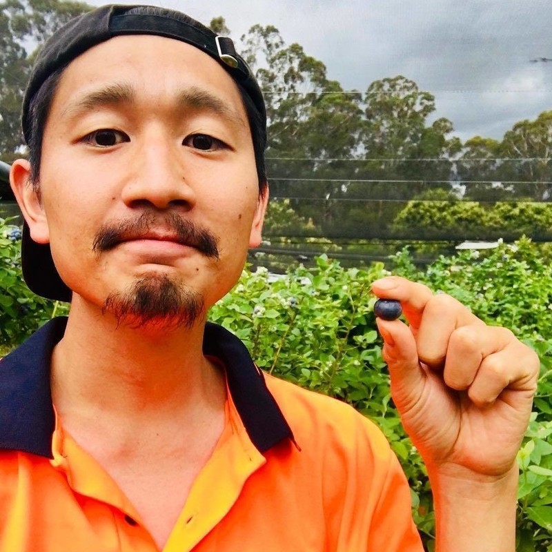 A Japanese man stands holding a blueberry between is finger and thumb. He has a moustache and small chin beard. He wears a backward black cap and an orange hi-vis t-shirt with a navy collar. He is surrounded by blueberry bushes and gum trees.