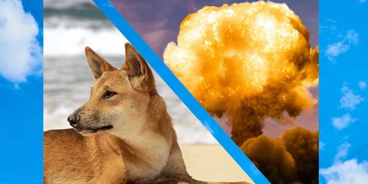 Background of blue sky and white clouds. A Dingo on a beach. A Nuclear explosion. Nuclear Dingo.