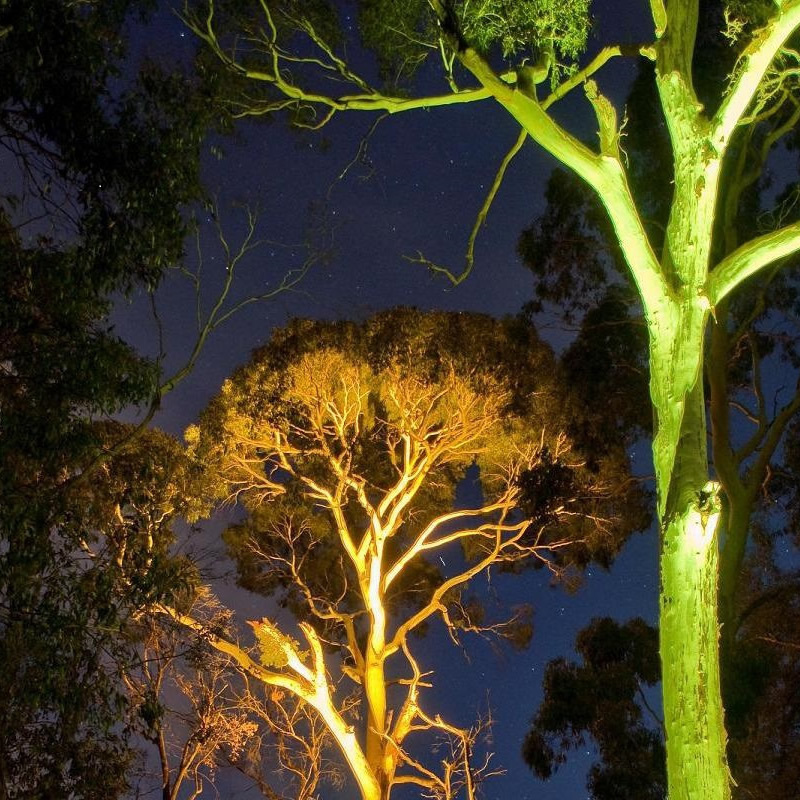 Two towering trees are light up from below by colourful lights.