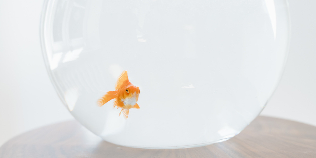 An orange gold fish stares out from a round glass fish bowl filled with clear water. The fish bowl sits on top of a small wooden table.
