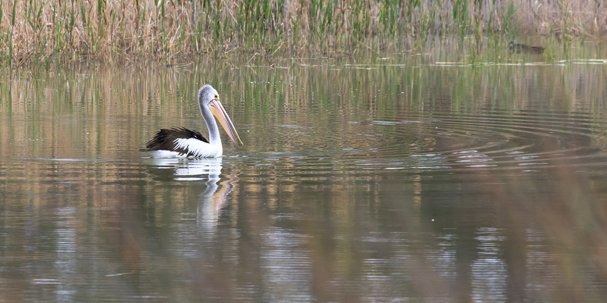 A pelican drifting in still water at Hart's Lagoon, Waikerie.