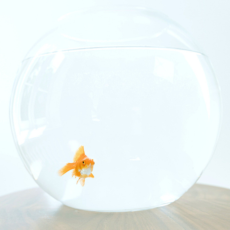The Fish Bowl - An orange gold fish stares out from a round glass fish bowl filled with clear water. The fish bowl sits on top of a small wooden table.
