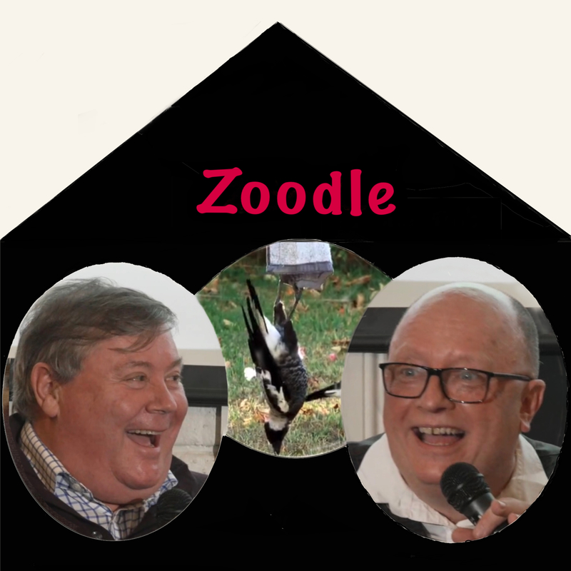 Zoodle in the Pub, a performance of a comedian-scientist duo having a banter about viral animal video clips