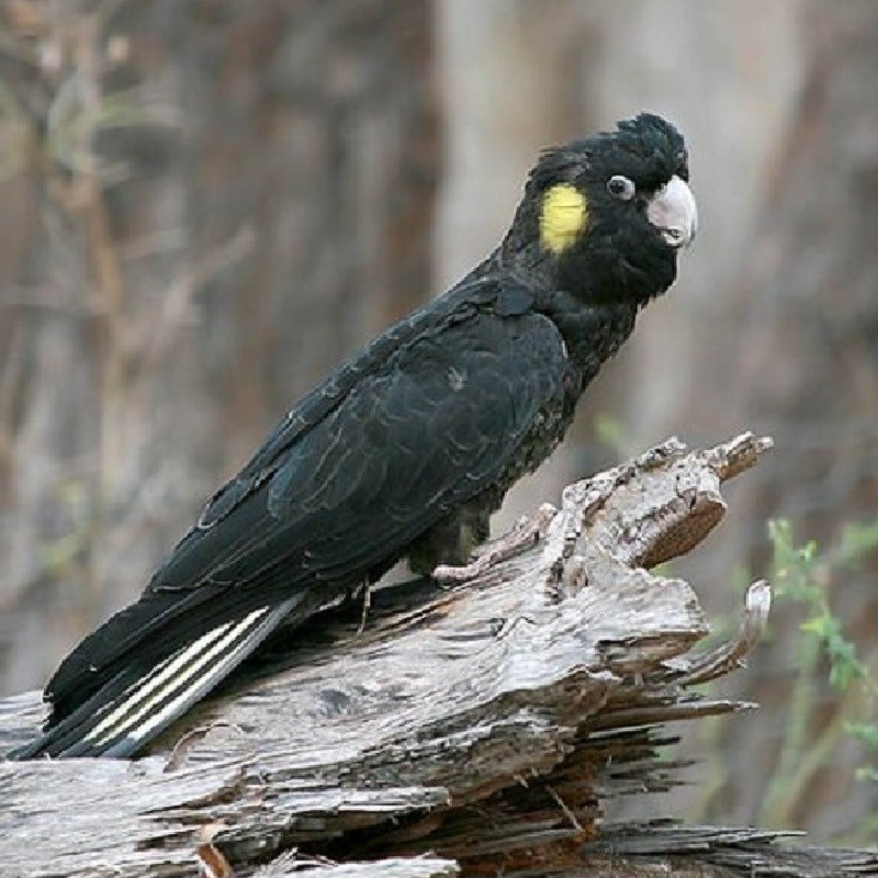 A black cockatoo with a yellow spot on its cheek stands on a log in nature facing the right of the image.