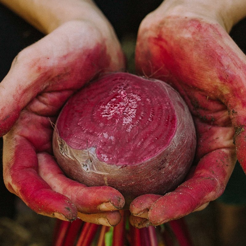 Two soiled and red-stained hands cradle a cut beetroot gingerly.