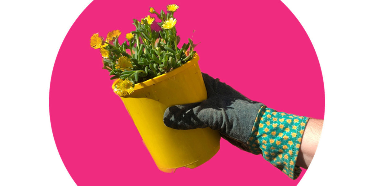 QT: Garden Club - A hand wearing a colourful gardening glove holds a yellow pot with yellow flowers in front of a bright pink background