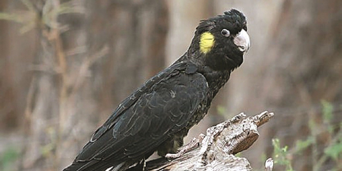 Yellow-tailed black cockatoos in Sinclair's Gully's forest