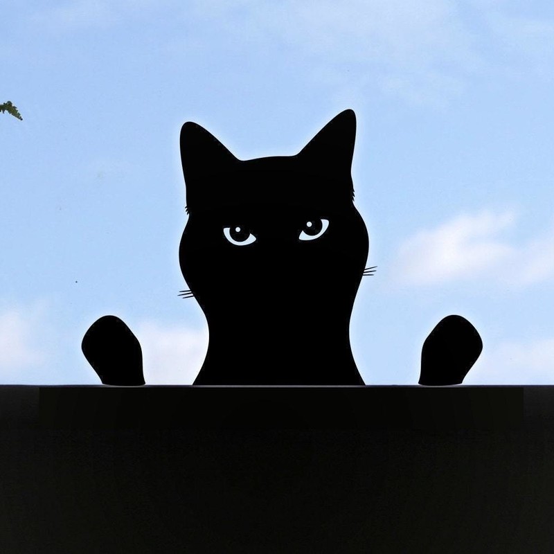A black cat