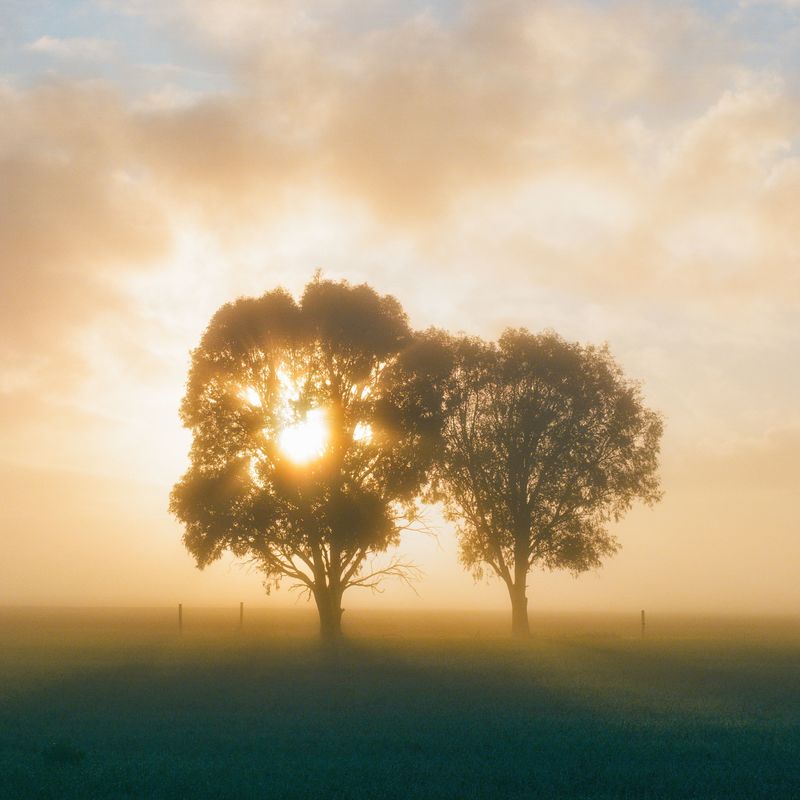 From the Archives - Example of Liam's photography. Tree at sunrise.