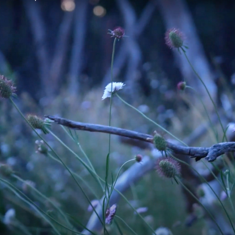 A close up, dreamy shot of wild Australian flowers shot at golden hour