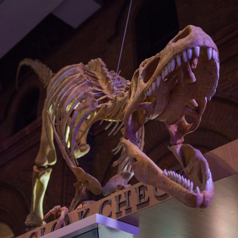 A photo of a dinosaur skeleton with its mouth open.