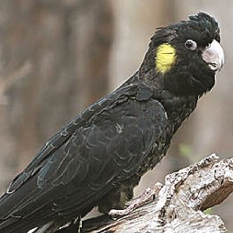 A yellow-tailed black cockatoo sits on a tree stump, looking at the camera.