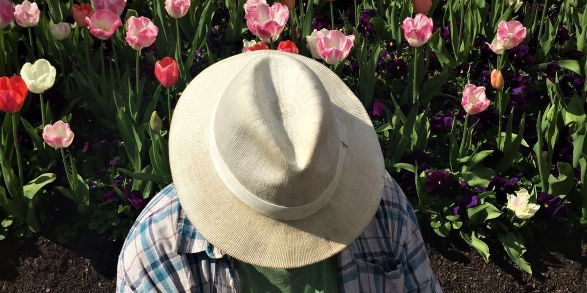 Fundamental Human Stupidity - A man in a hat sits in front of a garden bed of tulips