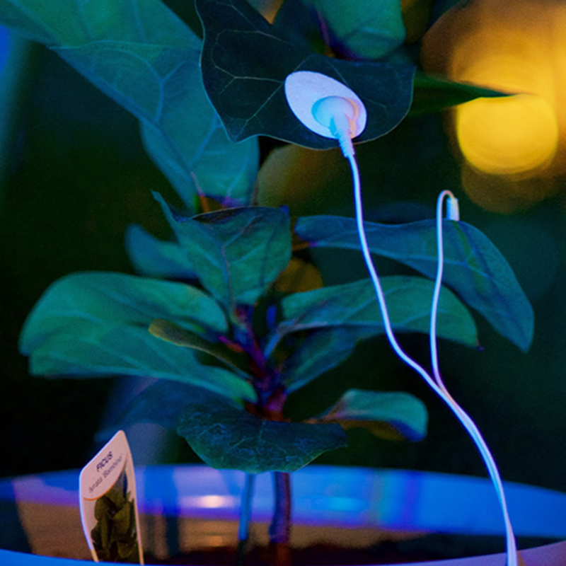 The Secret Sounds of Plants