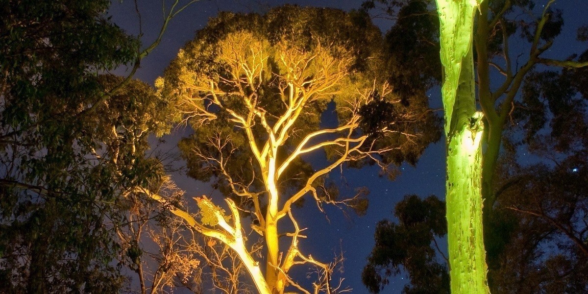 Our candlebark forest at night