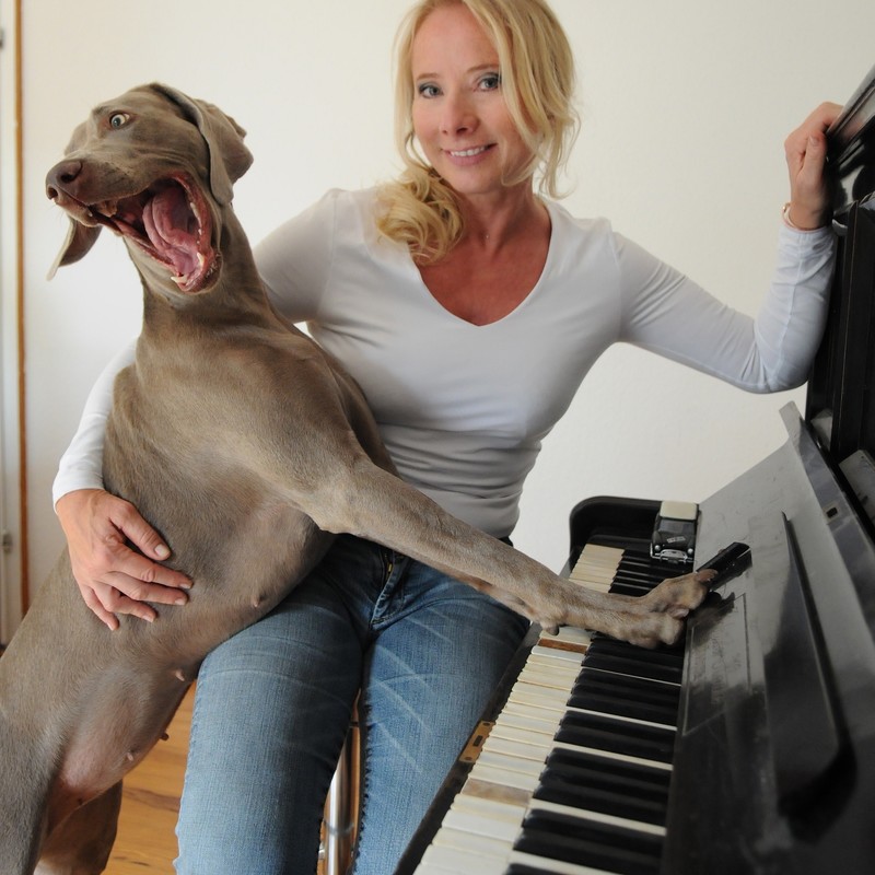 Weimaraner dog on the piano