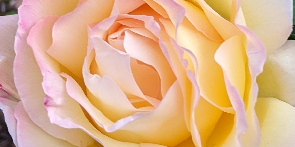 close up of the petals of a pale pink yellow peace rose