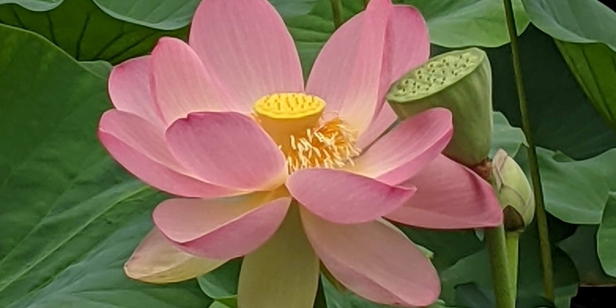 Pink Lotus flower with lush green leaves