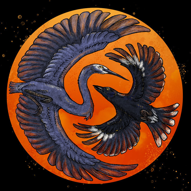 Two birds are drawn in a bright orange textured circle that looks like a sun or moon. The Bird on the left is a white-faced heron with its wings stretched out encircling the bird on the right which is a currawong. The drawing has lots of small details lines and pops of colours.