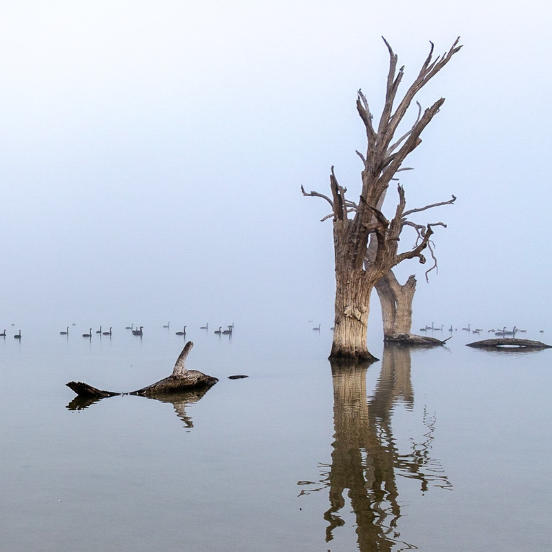 Dead trees in Ramco Lagoon on a still winter's morning surrounded by fog and reflected in the water.