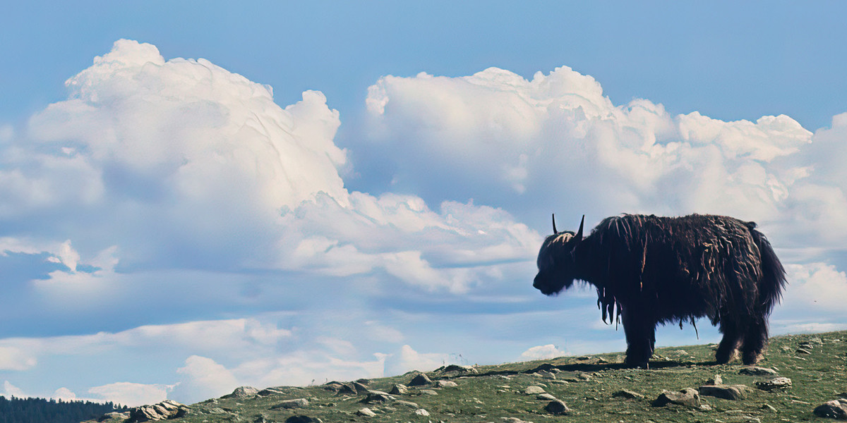 A yak standing on a mountain hill, with a cloudy sky behind